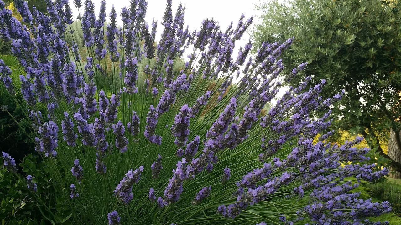 Photo of Outdoor in Chateauneuf-de-Gadagne