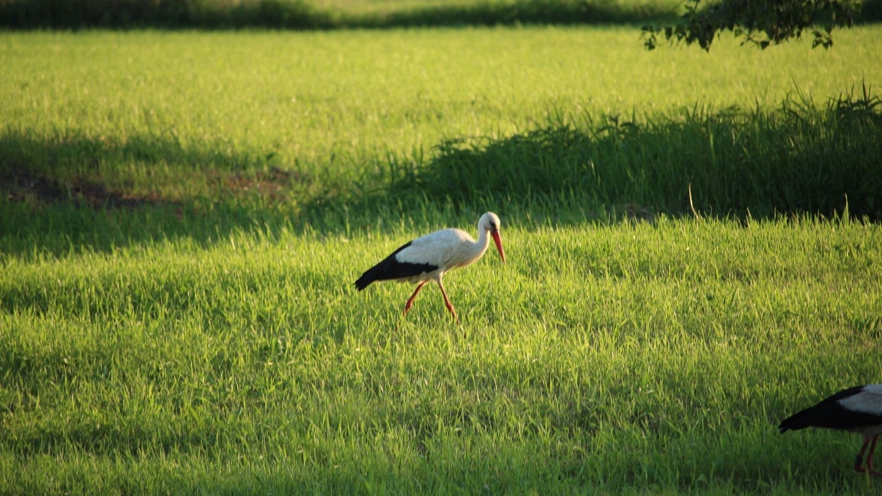 Photo of Others in Werben