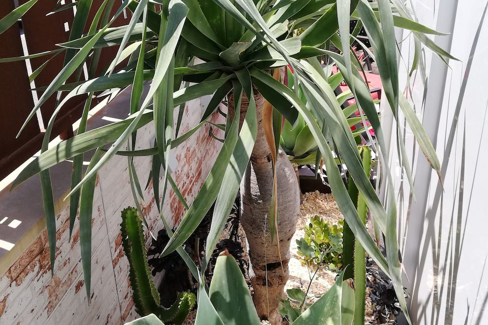 Photo of Outdoor in Llevant