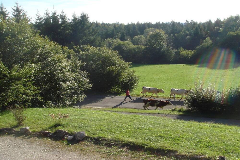 Photo of Others in Saint-Maurice-Crillat