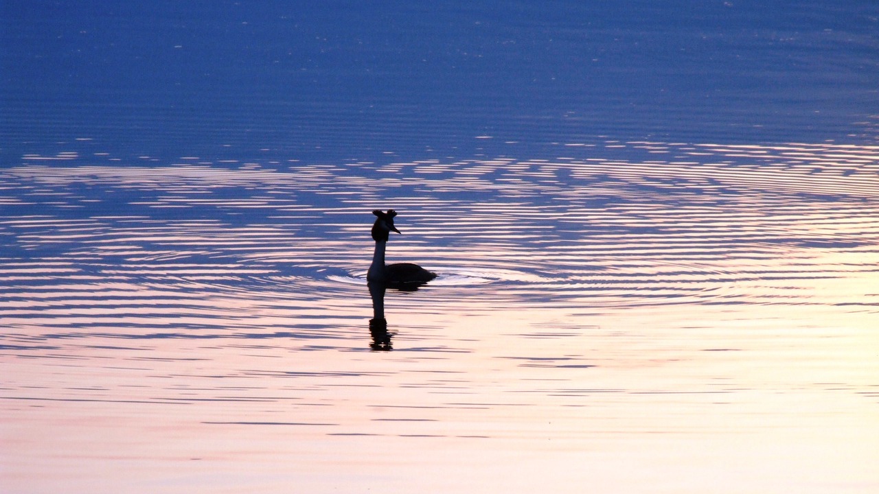 Photo of Others in Arendsee