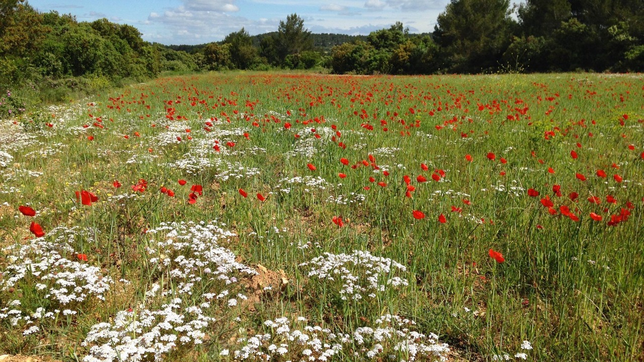 Photo of Outdoor in Eygalieres