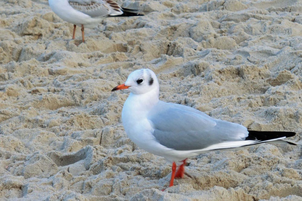 Photo of Others in Peenemuende