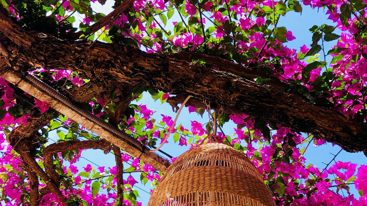 Photo of Patio Balcony in Puerto de Soller