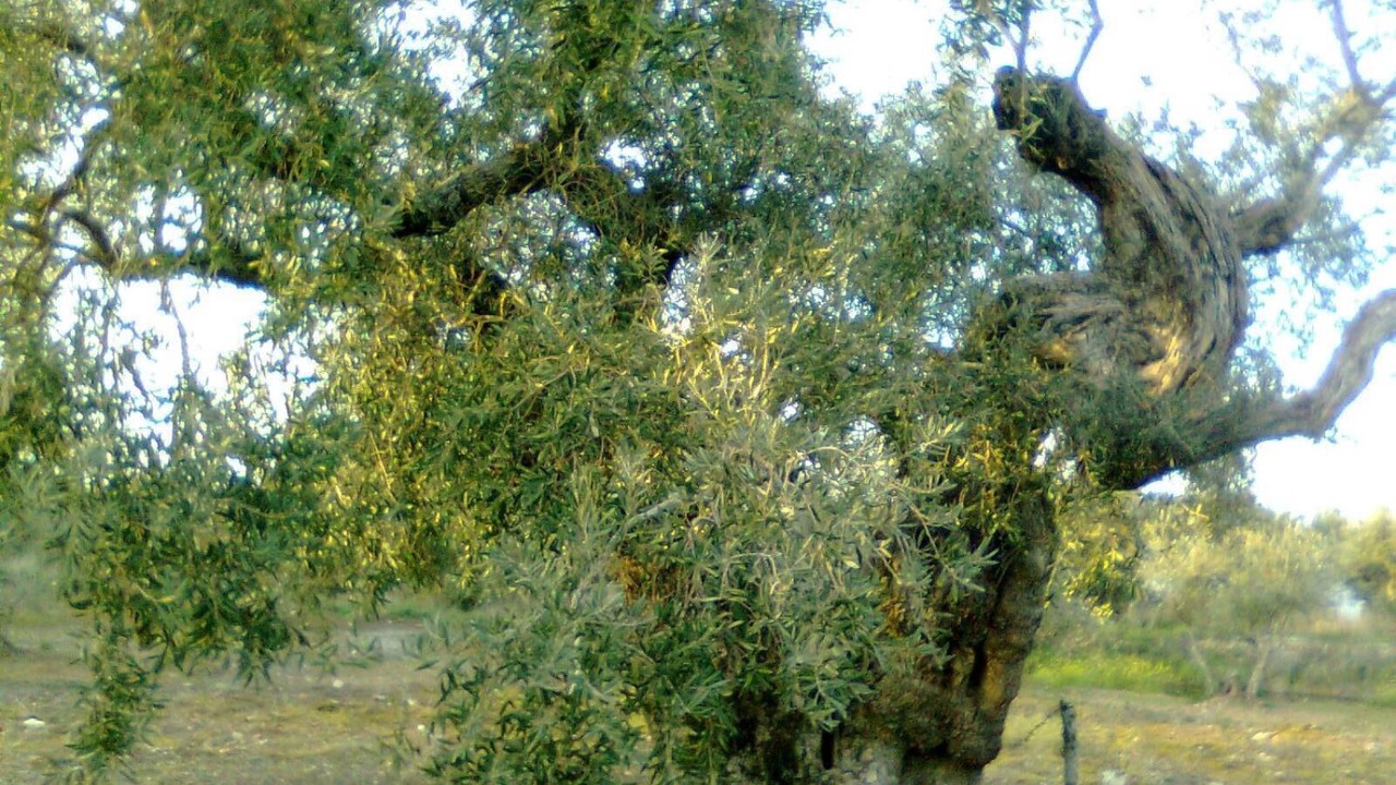 Photo of Outdoor in Talavan
