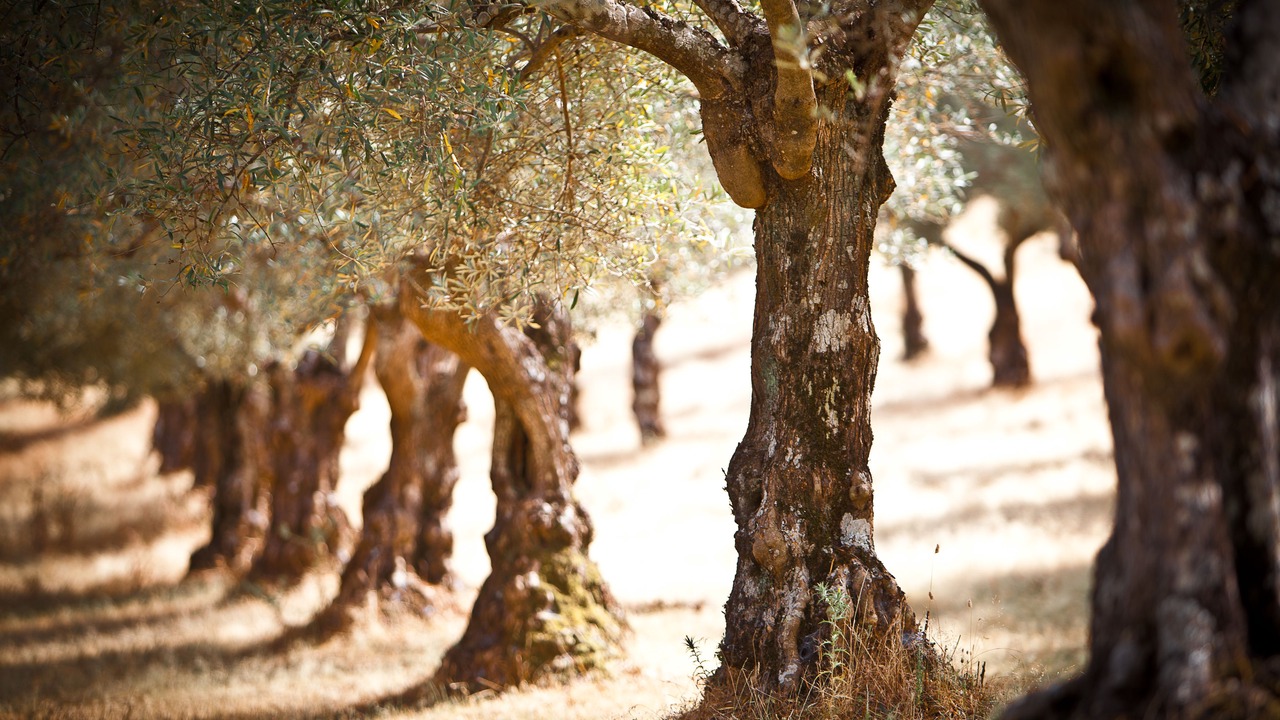 Photo of Outdoor in Valverde del Fresno
