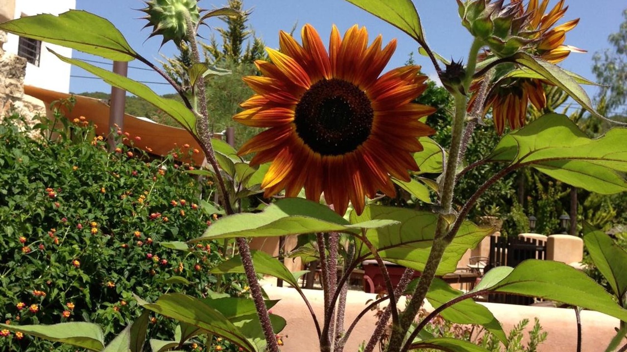 Photo of Outdoor in Santa Eulalia del Rio