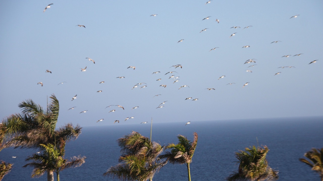 Photo of Others in Costa Meloneras