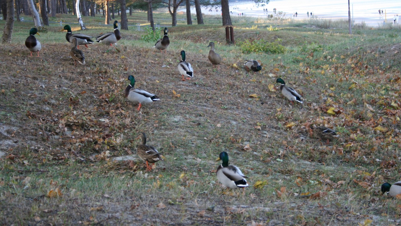Photo of Others in Binz