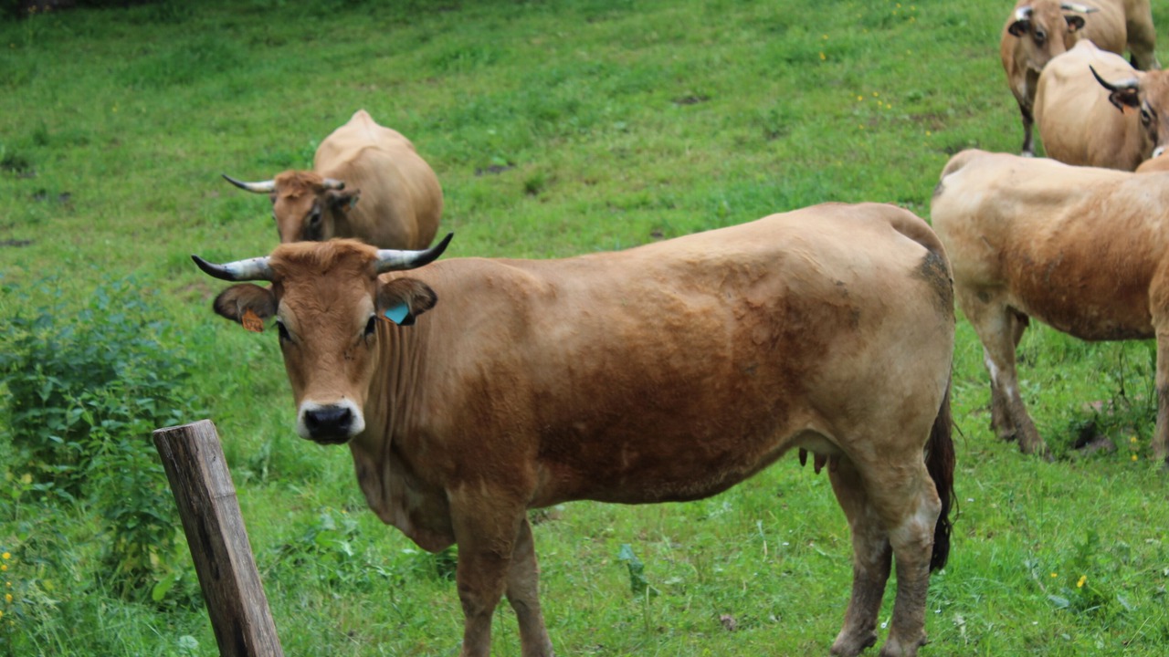 Photo of Outdoor in Gaillac-d'Aveyron