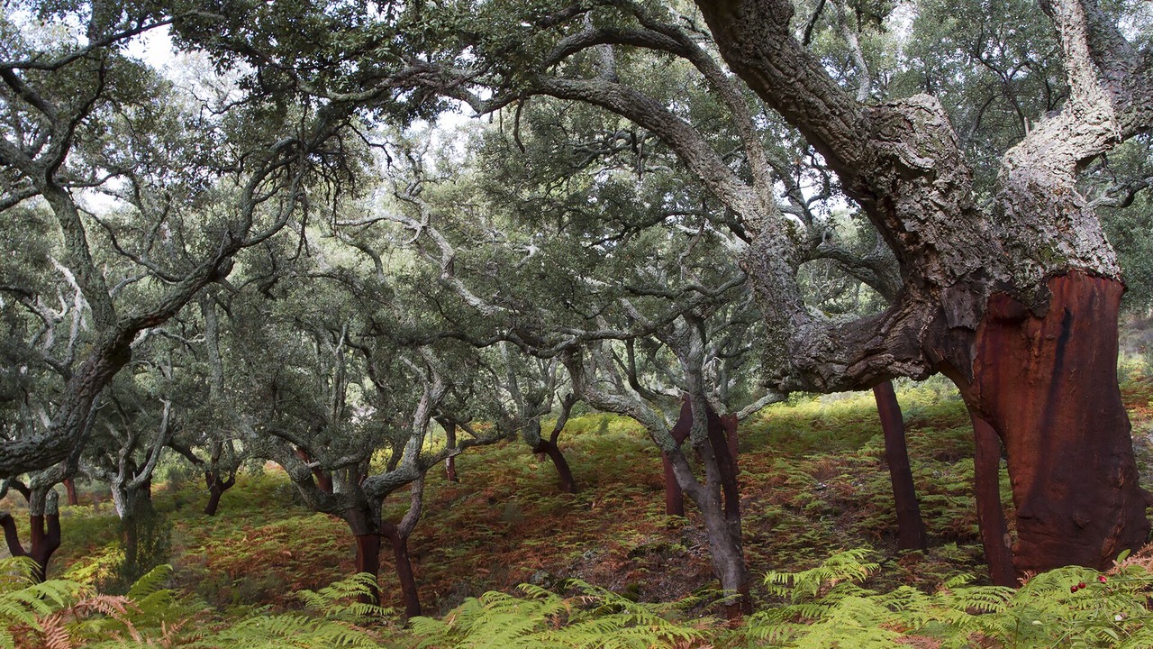 Photo of Outdoor in Arroyomolinos de Montanchez