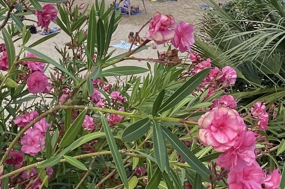 Photo of Outdoor in Alcossebre
