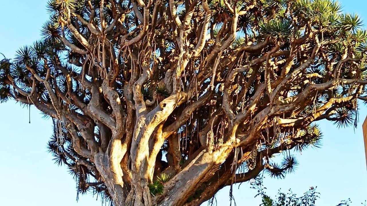 Photo of Outdoor in La Orotava