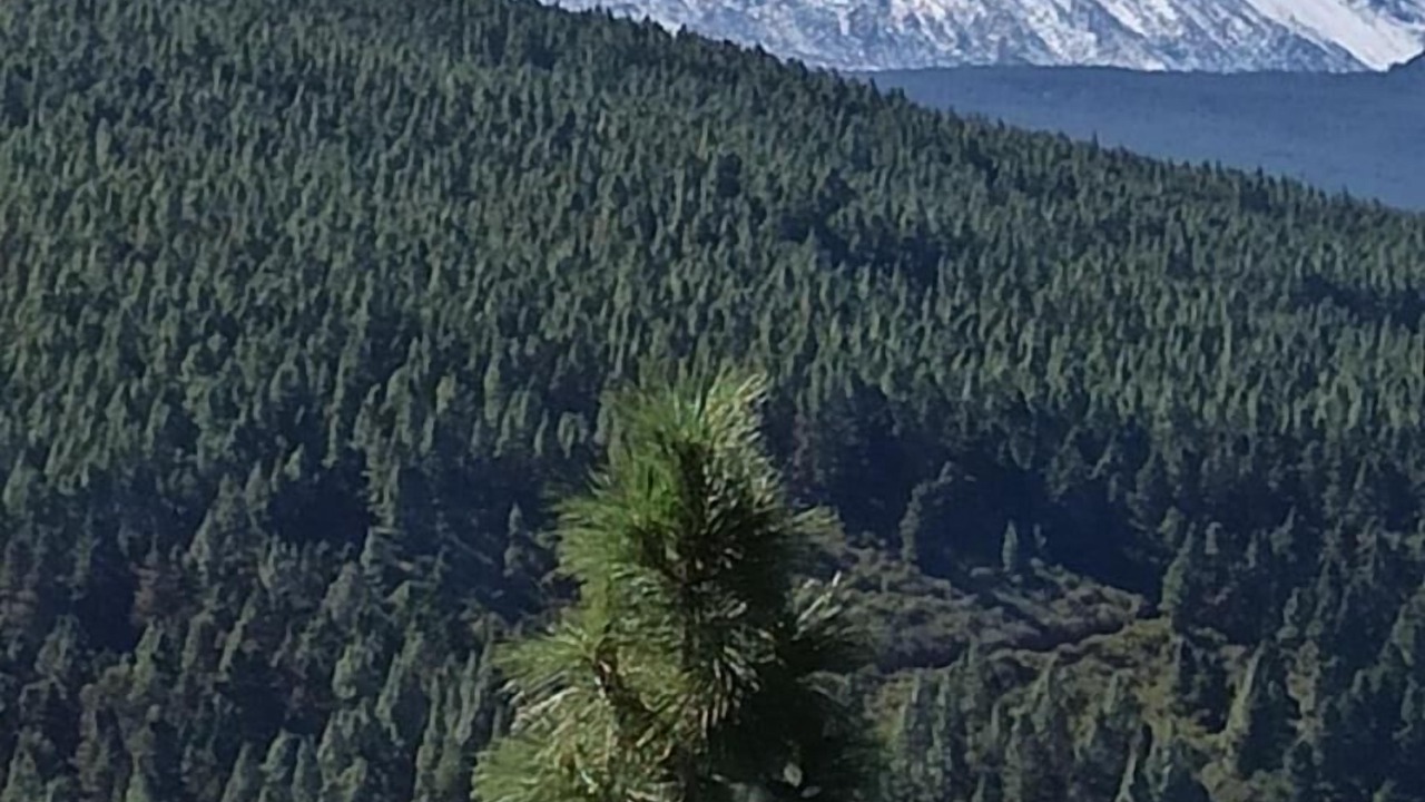 Photo of Outdoor in La Orotava