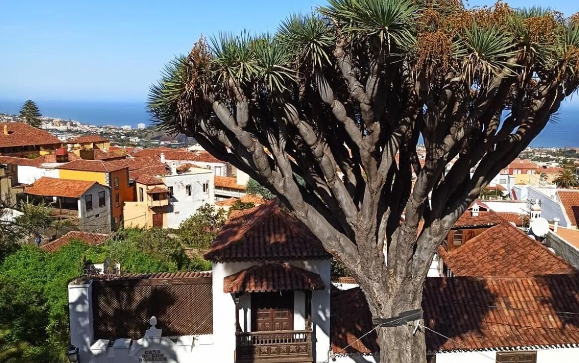 Photo of Outdoor in La Orotava
