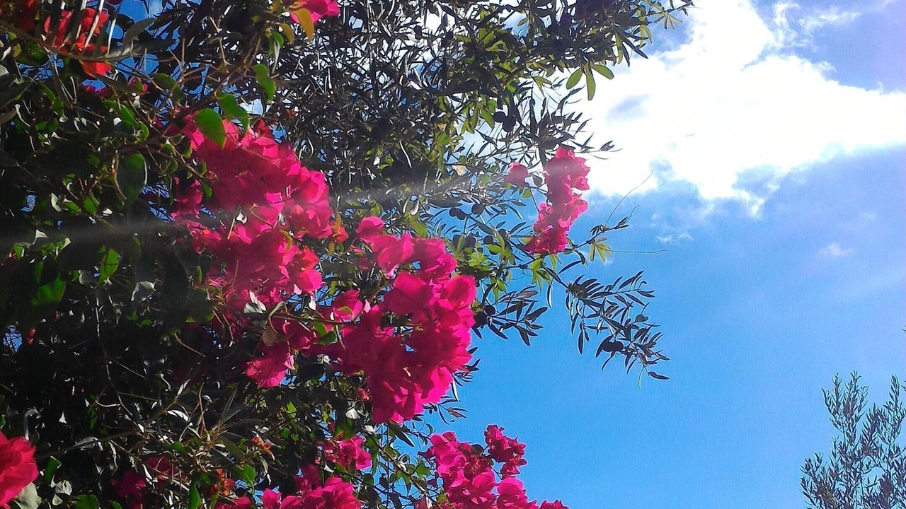 Photo of Outdoor in Canillas de Aceituno