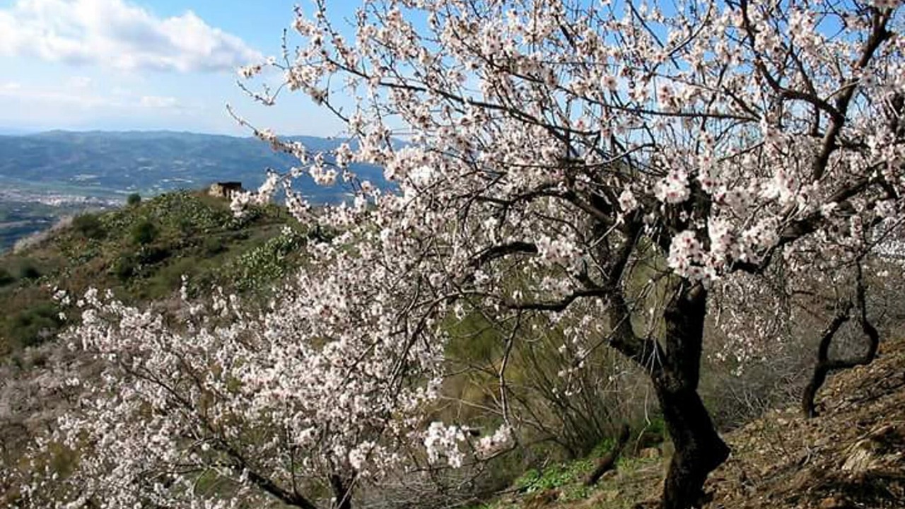 Photo of Outdoor in Canillas de Aceituno