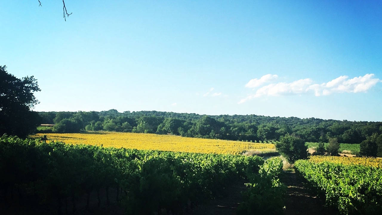 Photo of Outdoor in Garrigues-Sainte-Eulalie