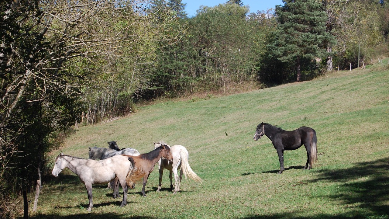 Photo of Outdoor in Silhac