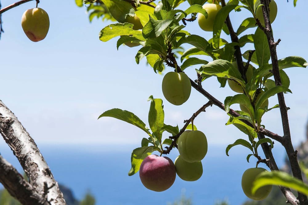 Photo of Outdoor in Escorca