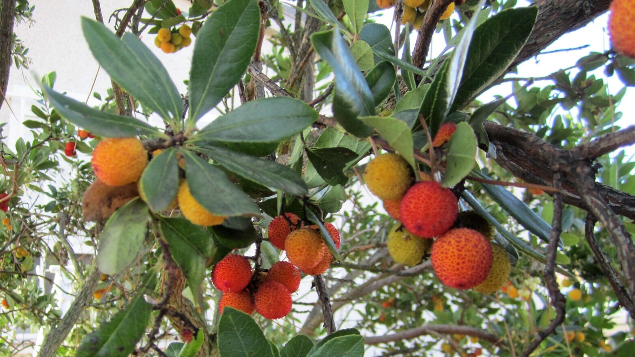 Photo of Outdoor in Pelabravo