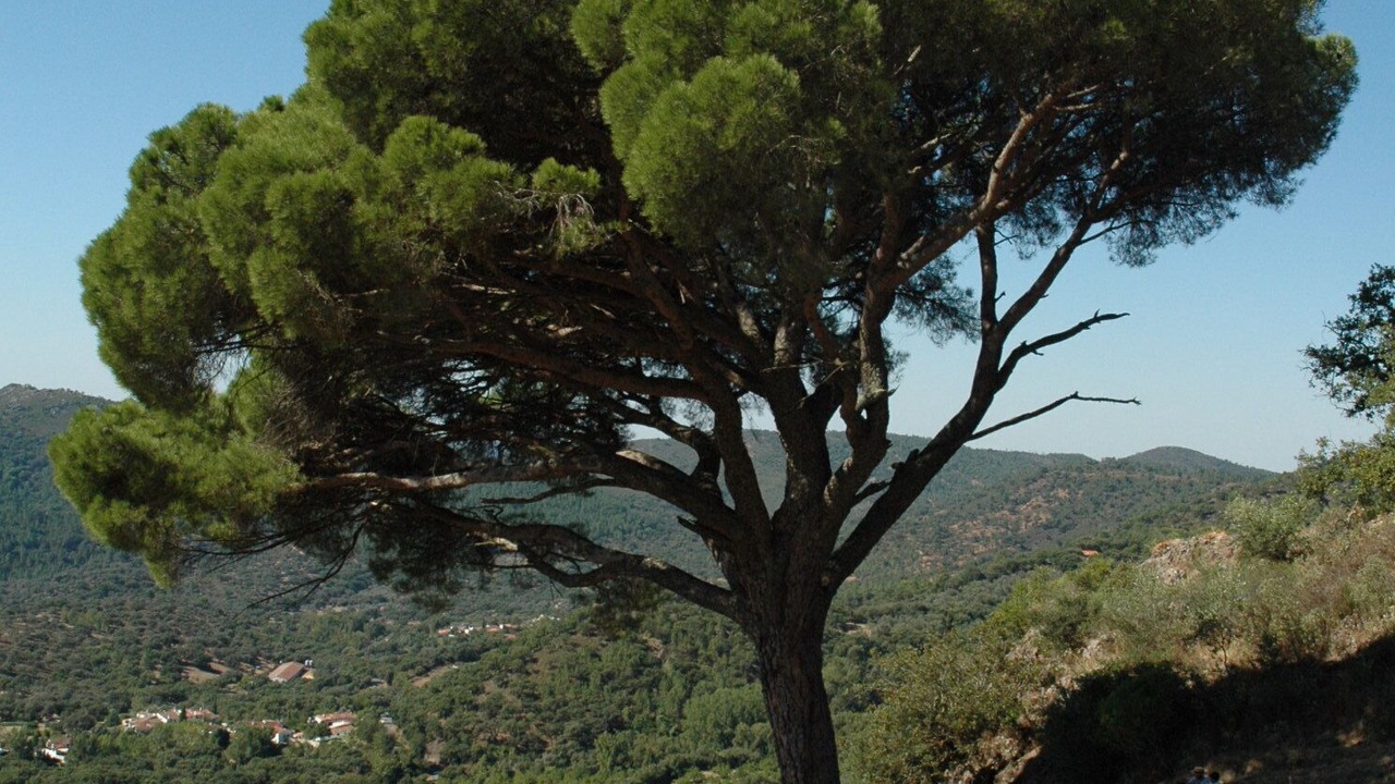 Photo of Outdoor in Alajar