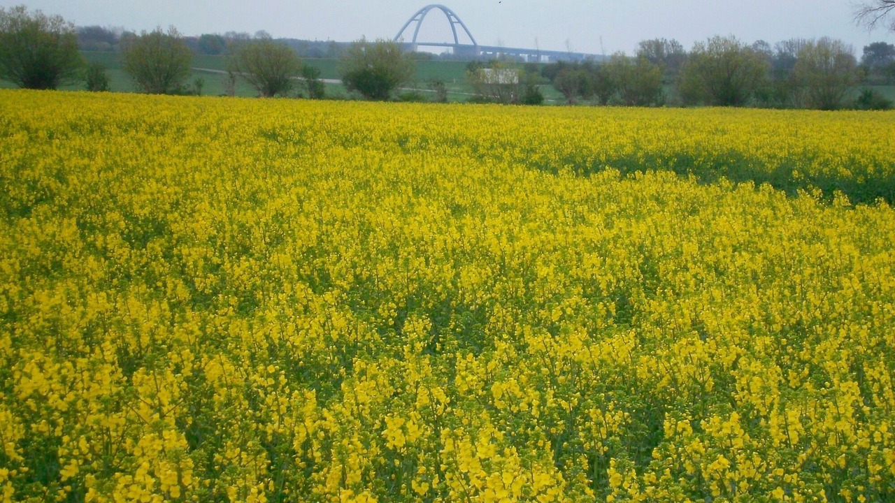 Photo of Outdoor in Burg auf Fehmarn
