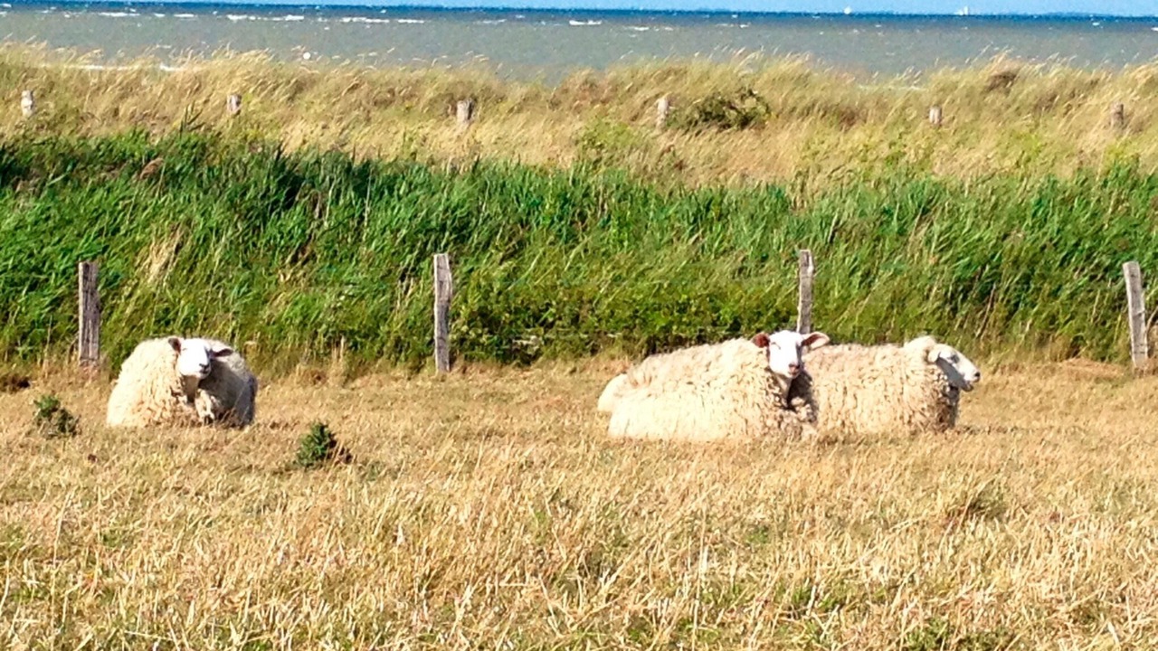 Photo of Outdoor in Burg auf Fehmarn