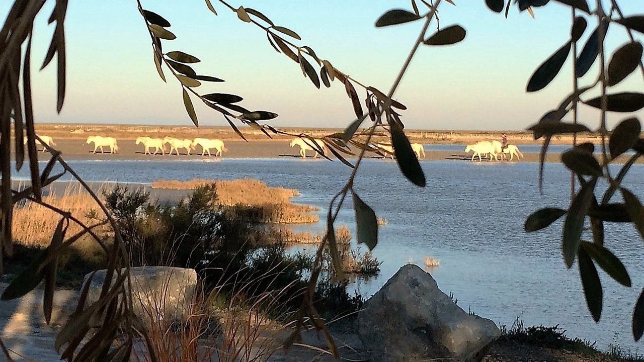Photo of Others in Saintes-Maries-de-la-Mer