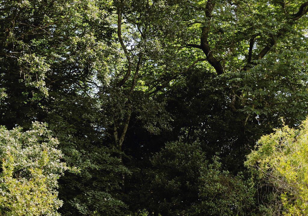 Photo of Outdoor in Tornac