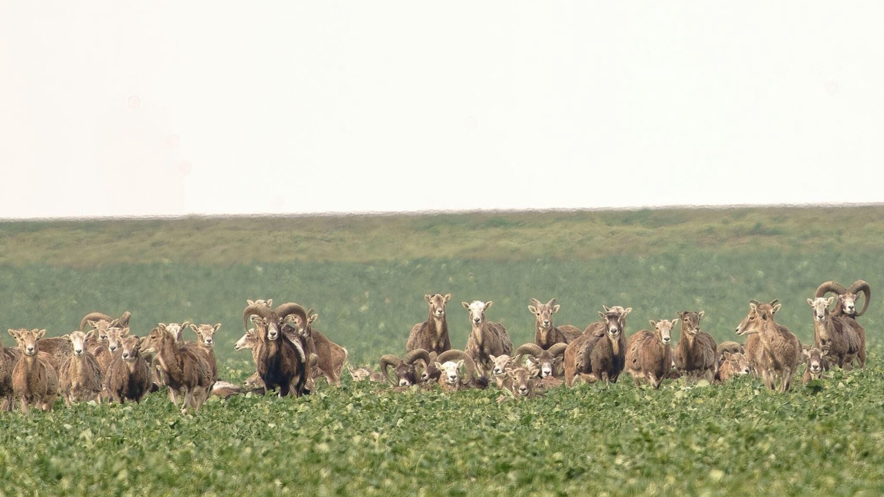 Photo of Others in Hasselfelde