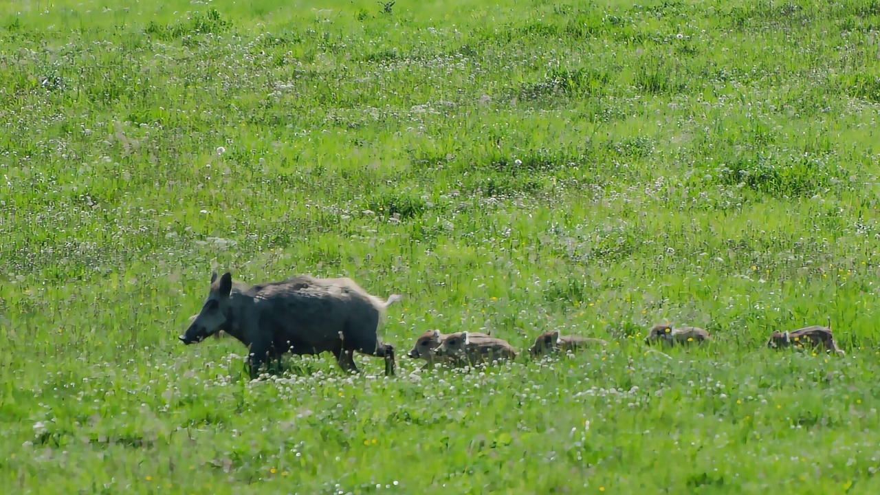 Photo of Others in Hasselfelde