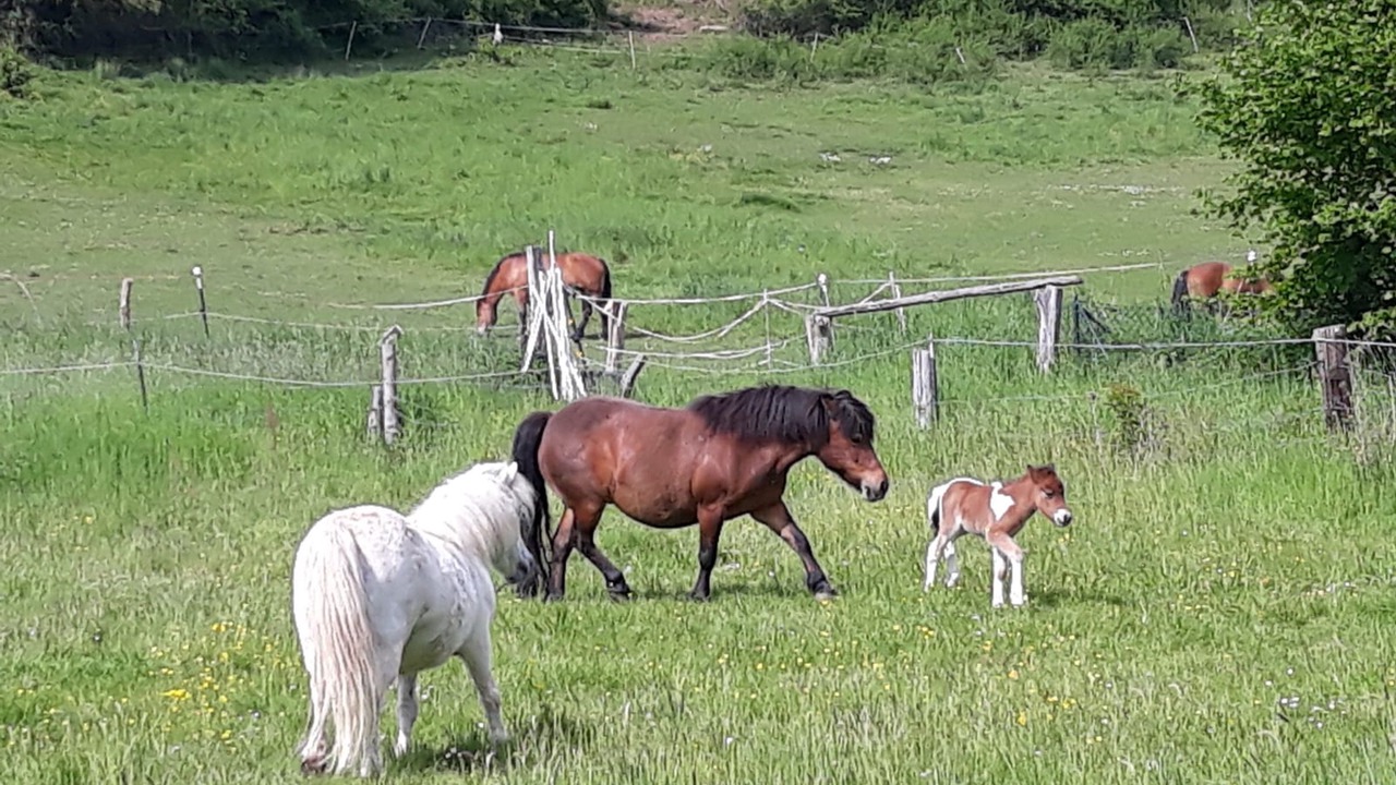 Photo of Others in Mengershausen