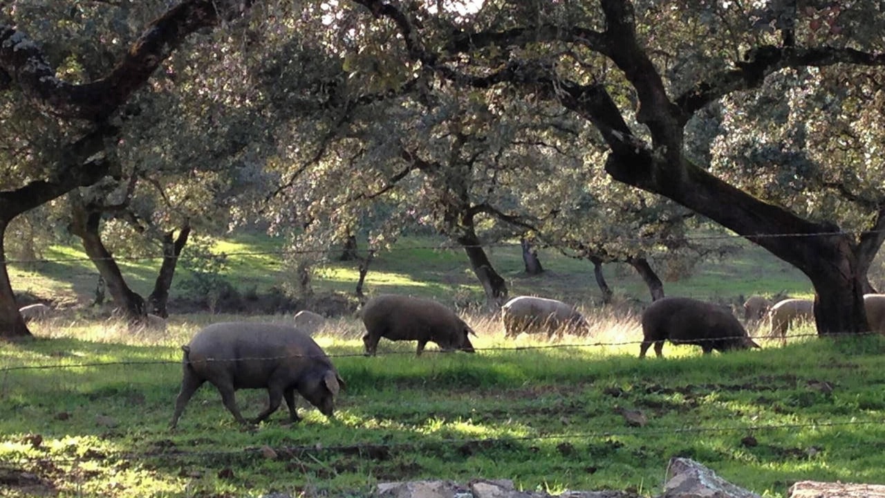 Photo of Outdoor in Monesterio