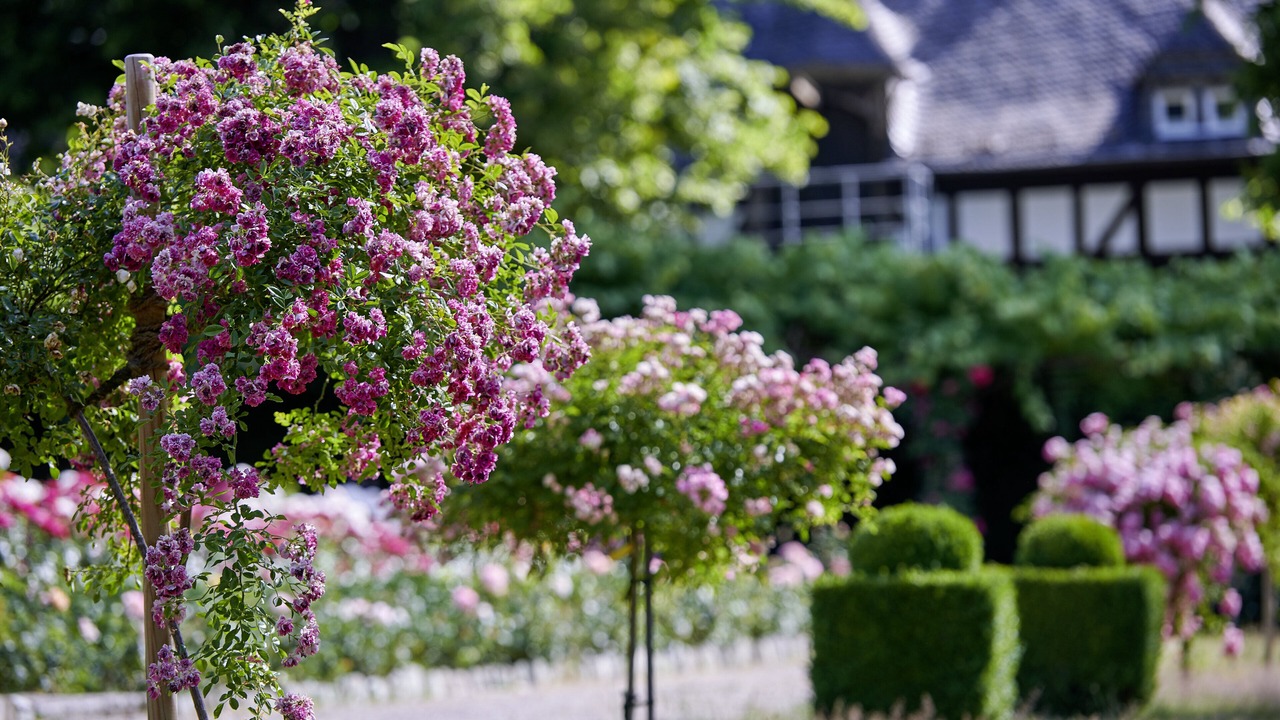 Photo of Outdoor in Kronberg