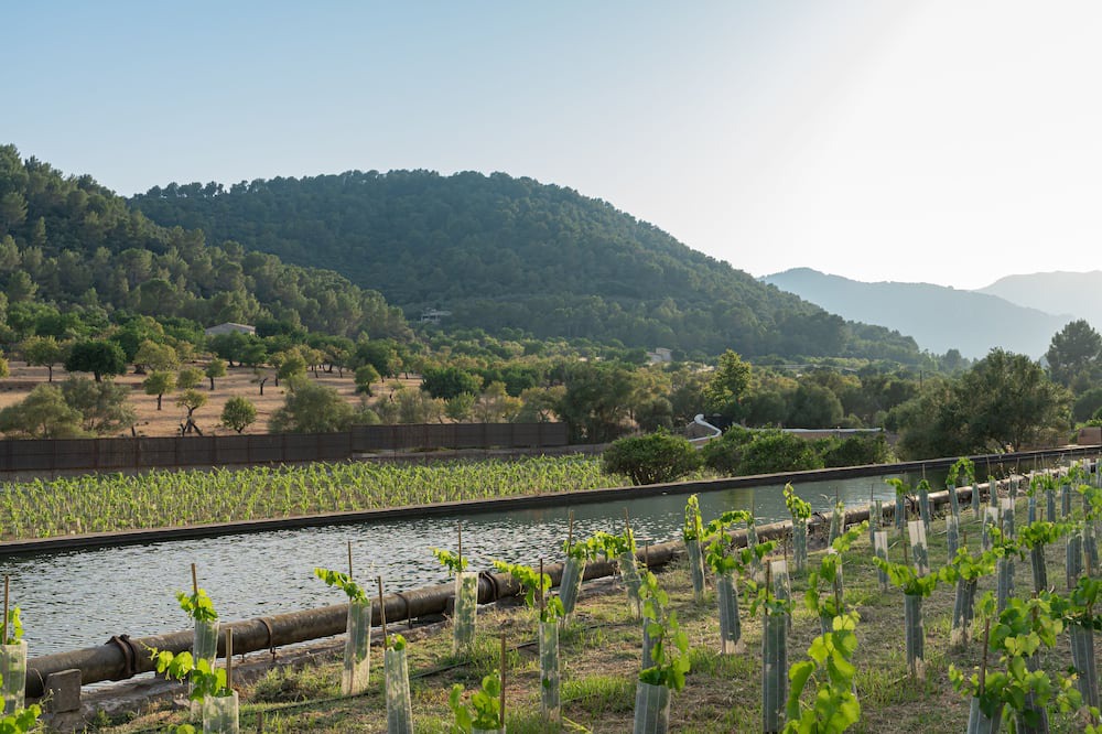 Photo of Outdoor in Esporles