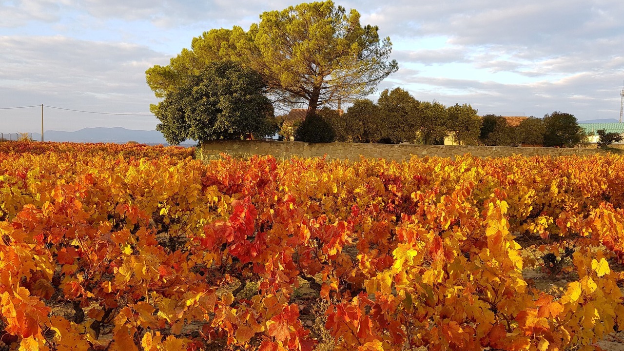 Photo of Outdoor in San Asensio