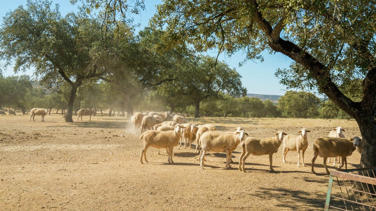 Photo of Others in Herrera de Alcantara