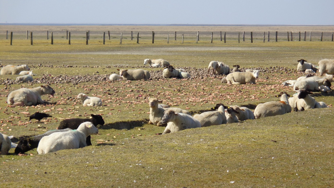 Photo of Others in Friedrichskoog