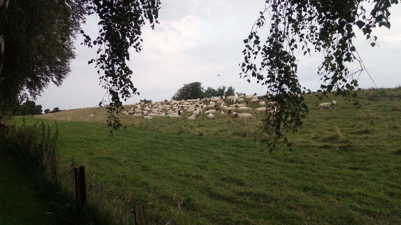 Photo of Others in Friedrichskoog