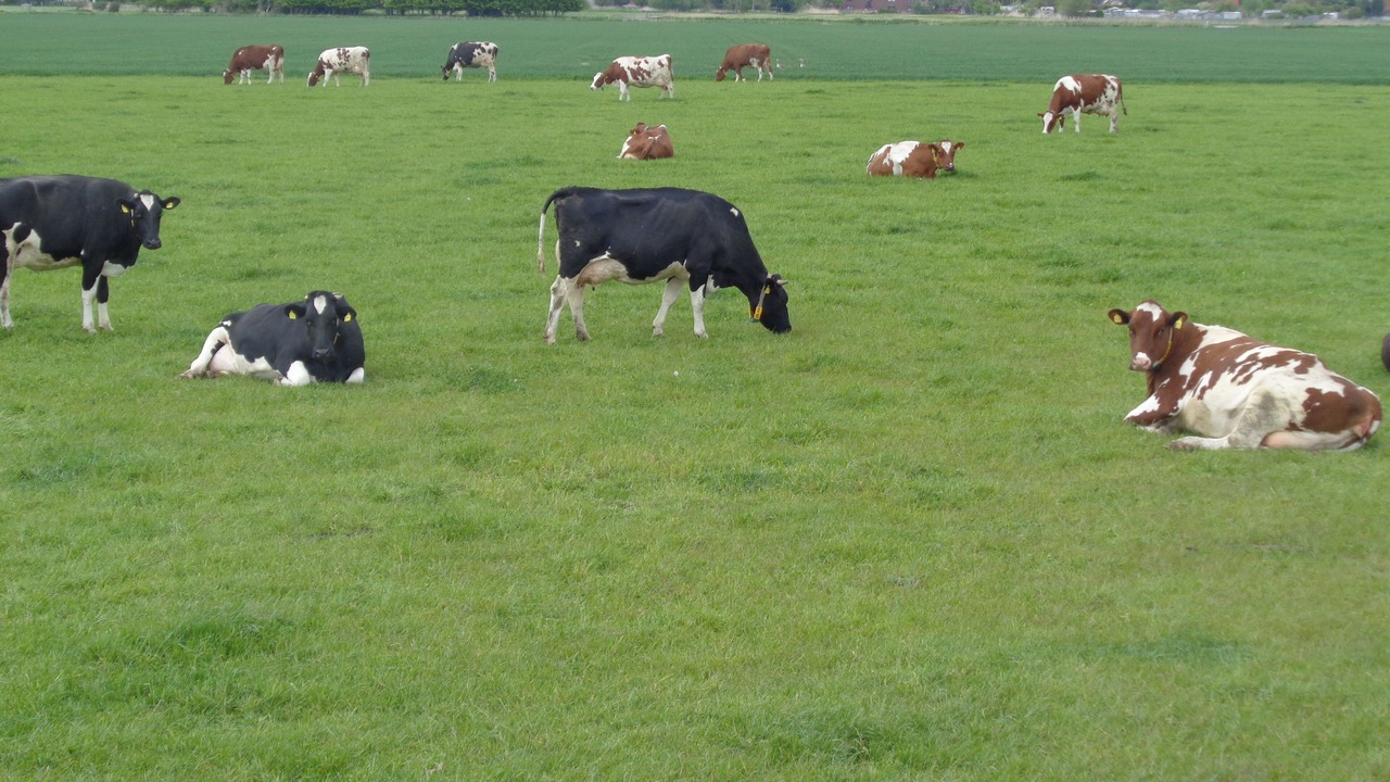 Photo of Others in Friedrichskoog