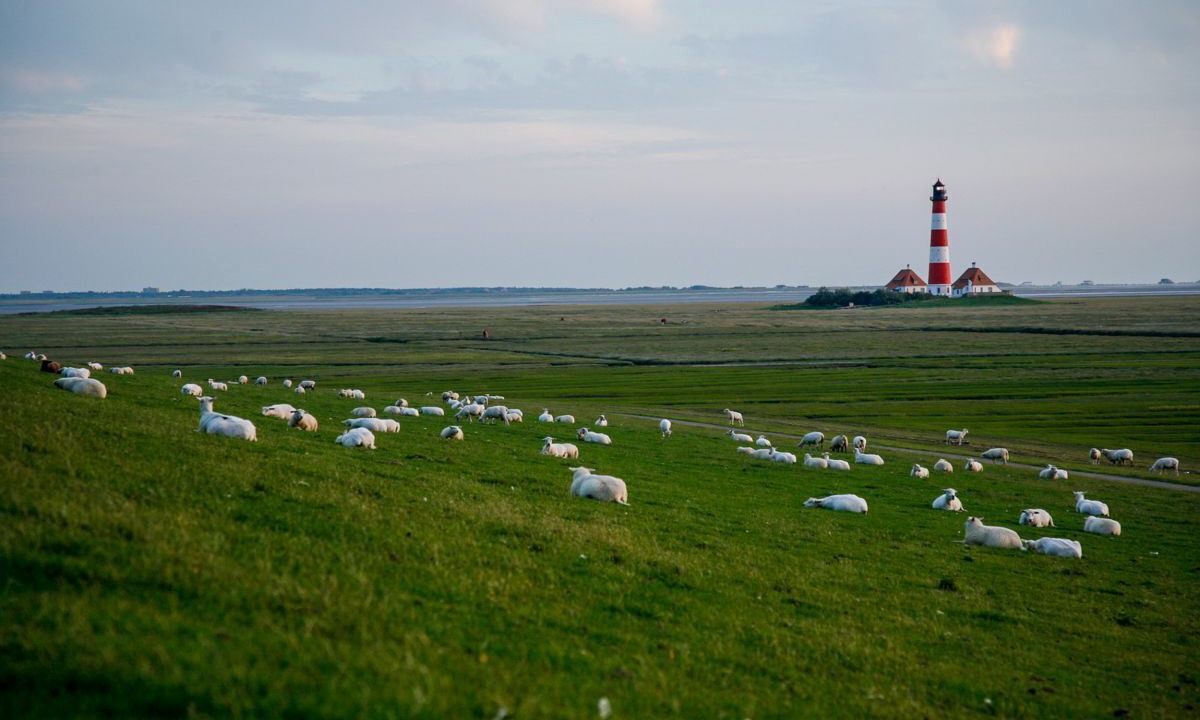 Photo of Others in Westerhever