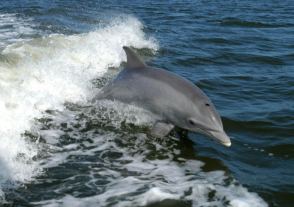 Photo of Others in Sanxenxo