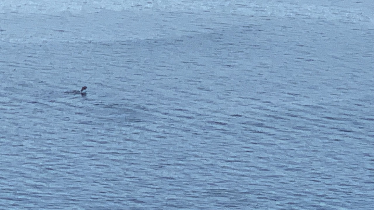 Photo of Others in Sanxenxo