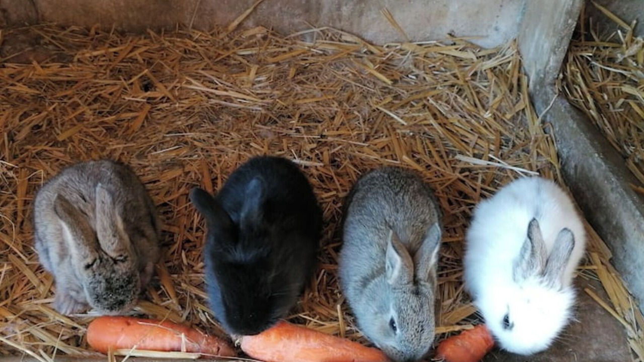 Photo of Others in Ruisset