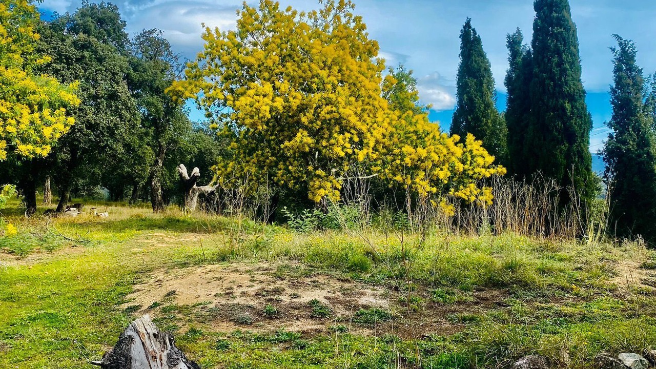 Photo of Others in Darnius