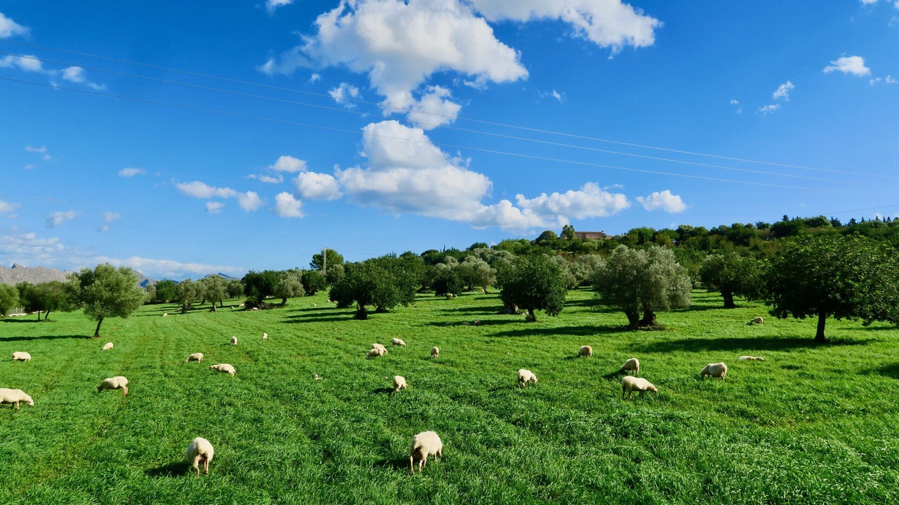 Photo of Outdoor in Puerto de Pollensa
