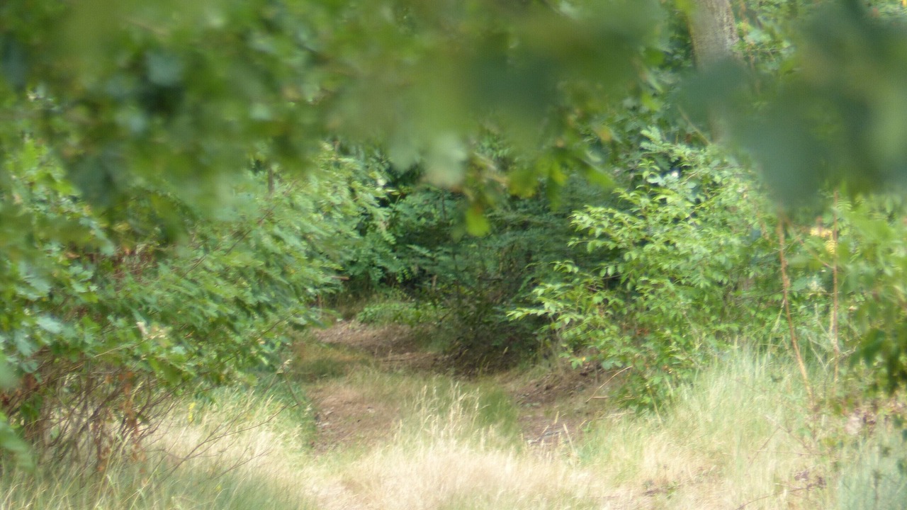 Photo of Others in Wessendorf