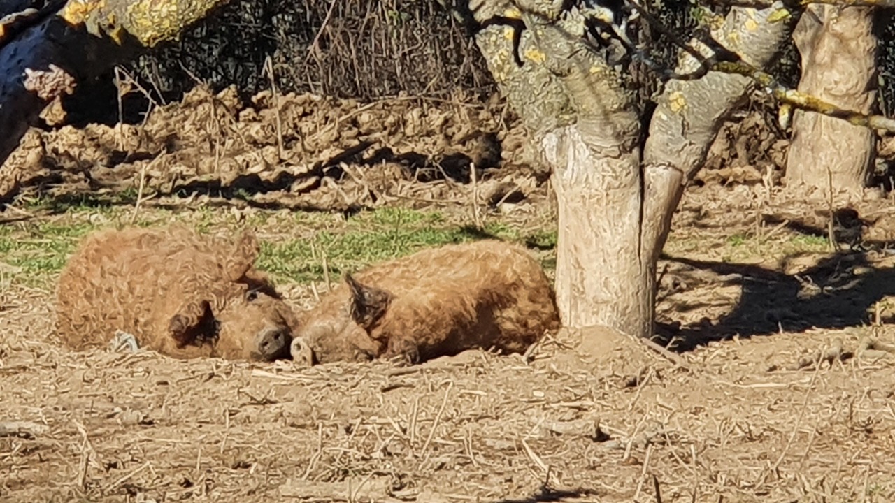 Photo of Outdoor in Maubec