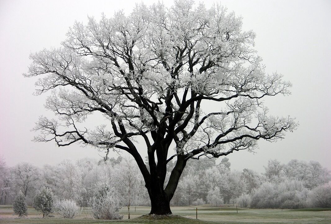 Photo of Outdoor in Semlin